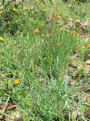 Lasiosiphon rubescens