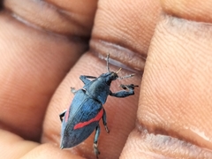 Polyclaeis equestris