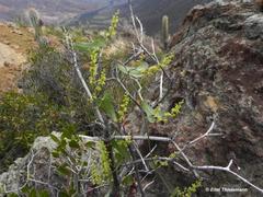 Dioscorea pedicellata