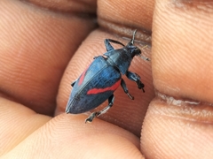 Polyclaeis equestris