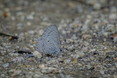 Celastrina lavendularis
