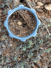 Astragalus kentrophyta