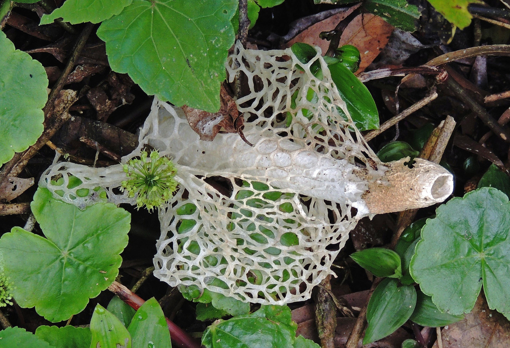 Phallus indusiatus · March 2014 · photo: © hhulsberg (iNaturalist, cc-by)