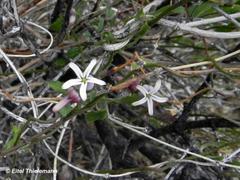 Diplolepis geminiflora