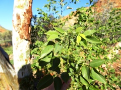 Dalbergia sissoo
