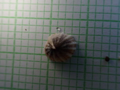 Siphonaria propria