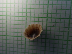 Siphonaria propria