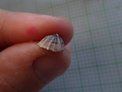 Siphonaria propria