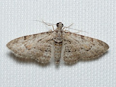 Sigilliclystis insigillata