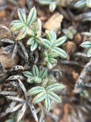 Astragalus kentrophyta