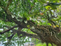 Philodendron hederaceum