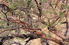 Bursera morelensis
