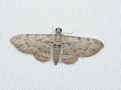 Sigilliclystis insigillata