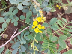 Senna italica
