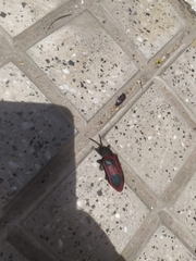 Coraliomela quadrimaculata