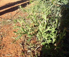 Pterocaulon sphacelatum