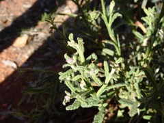Pterocaulon sphacelatum