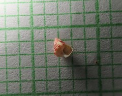 Micrelenchus purpureus