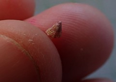 Micrelenchus purpureus