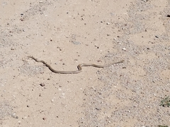 Salvadora deserticola