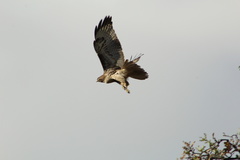 Buteo jamaicensis