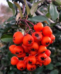 Pyracantha