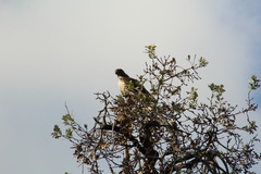 Buteo jamaicensis