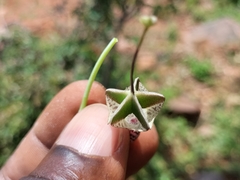 Ceropegia haygarthii