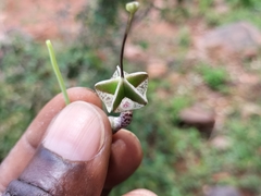Ceropegia haygarthii