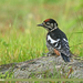 Himalayan Woodpecker - Photo (c) Imran Shah, some rights reserved (CC BY-SA)