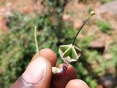 Ceropegia haygarthii