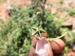 Ceropegia haygarthii