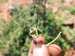 Ceropegia haygarthii