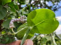 Ceropegia haygarthii