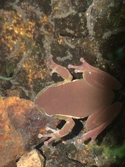 Ranoidea nudidigita