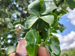 Ceropegia haygarthii