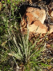 Enneapogon polyphyllus