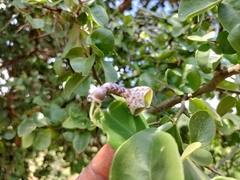 Ceropegia haygarthii