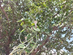 Ceropegia haygarthii