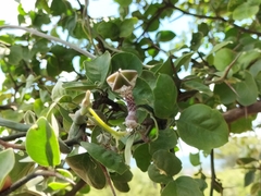 Ceropegia haygarthii