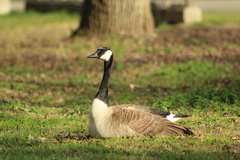 Branta canadensis
