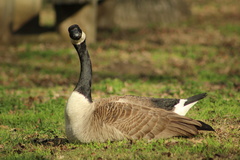 Branta canadensis