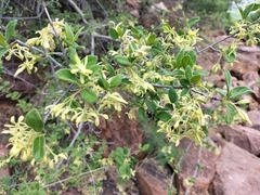 Vangueria dryadum