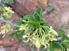 Vangueria dryadum