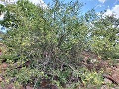 Vangueria dryadum