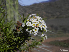 Heliotropium stenophyllum
