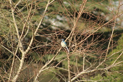 Aphelocoma californica