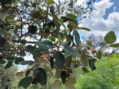 Androstachys johnsonii