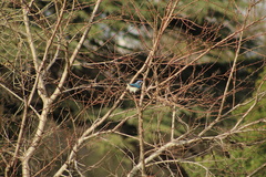 Aphelocoma californica