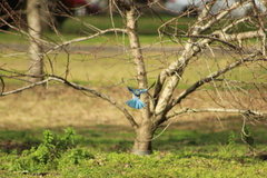 Aphelocoma californica